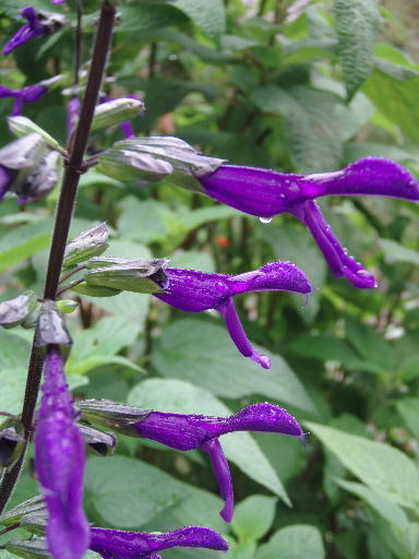 Salvia 'Purple Majesty'