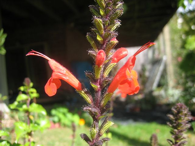 Salvia hirtella