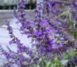 salvia australia