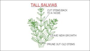 Prune tall Salvias