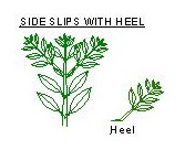 Salvia stem & Heel. (2) JPG