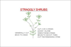 Straggly Shrubs