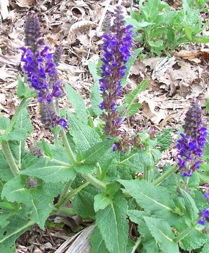 Salvia 'Blue hills'(superba) Victorian Salvia Study Group
