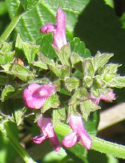 Salvia cuatracasana