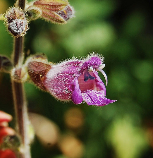 Salvia dolicantha