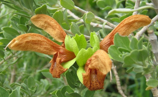 Salvia rosmarinus 'Green Ginger