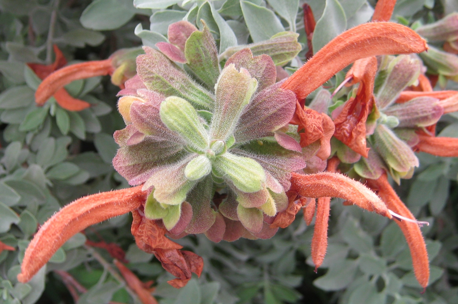 Avola Lady Verde Salvia