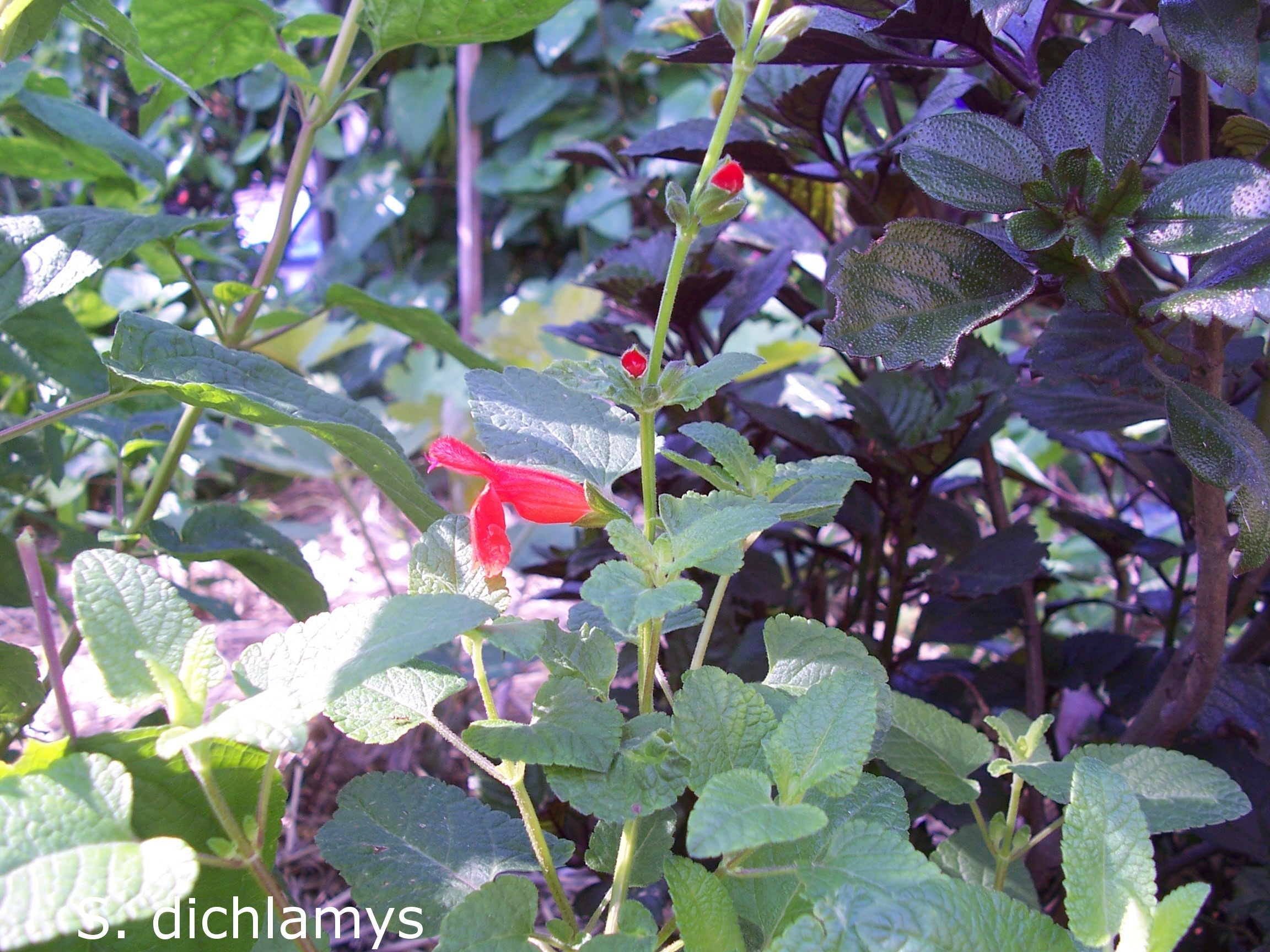 salvia roja greggii