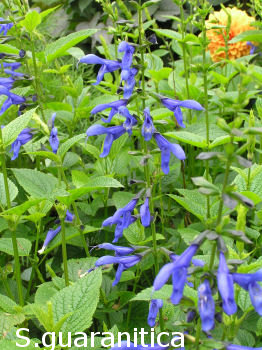 Salvia guaranitica - Victorian Salvia Study Group