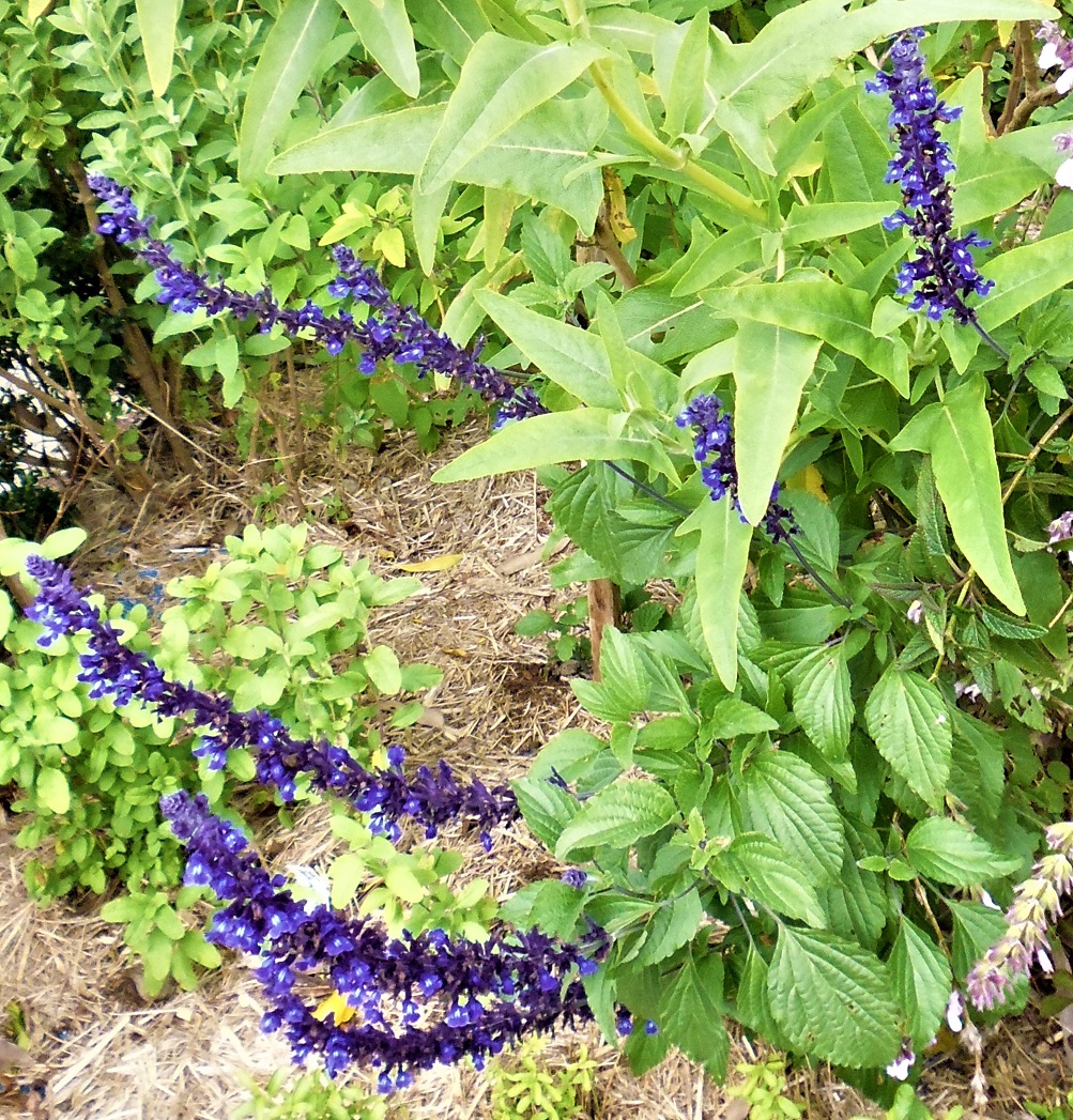 Salvia 'Mystic Spires Blue' (Sage)