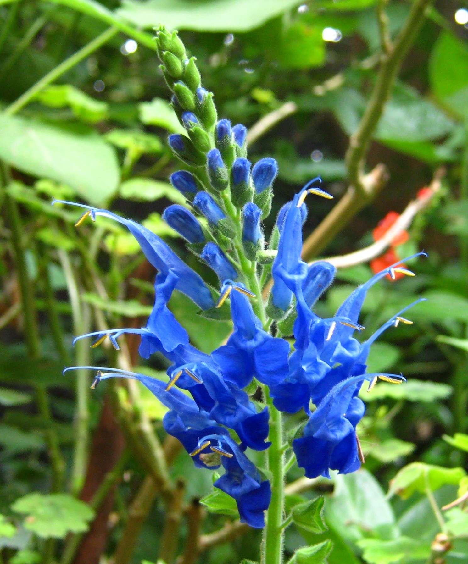 Salvia macrophylla