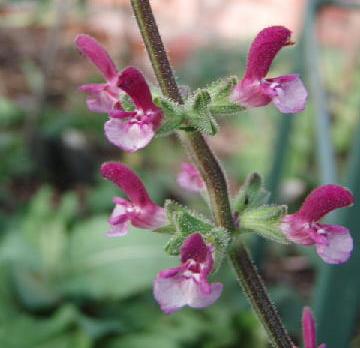 Salvia viscosa