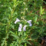 Salvia 'Finngrove'