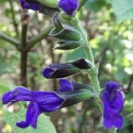Salvia 'Costa Rican Blue'