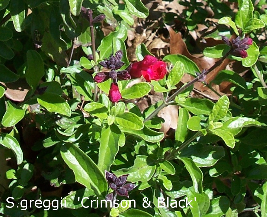 Salvia 'Crimson and Black' Salvia 'Crimson and Black'