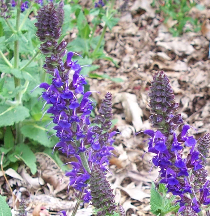 Salvia 'Blauhugel' Salvia superba 'Blauhugel'
