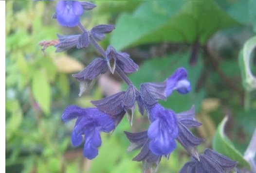 Salvia 'Blue Abyss'