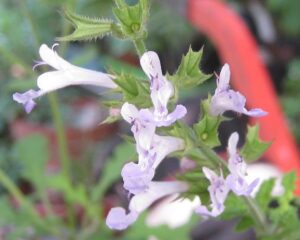 Salvia 'Boundary Creek'