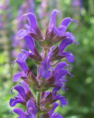 Salvia nemerosa 'East Friesland
