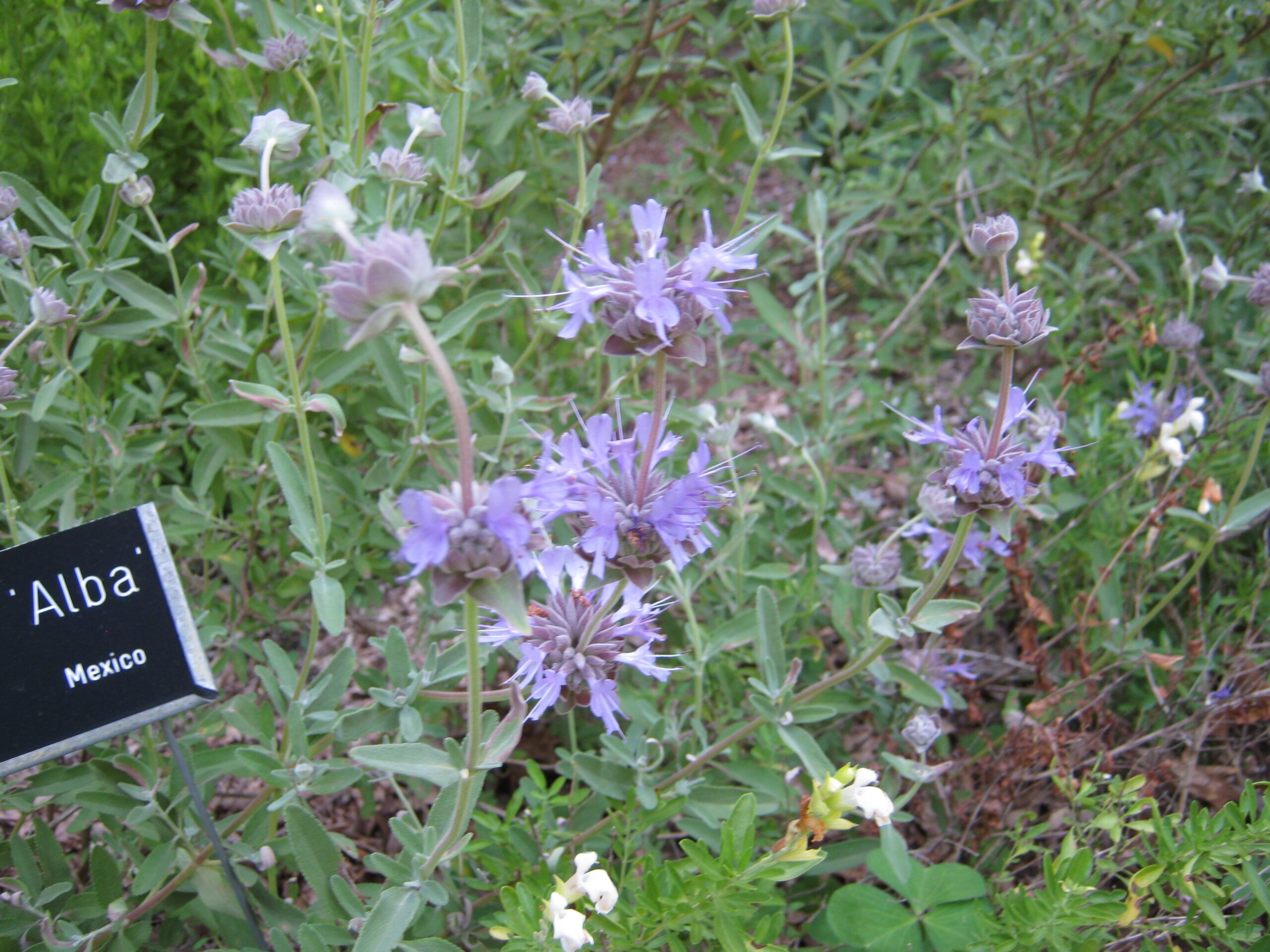 Salvia 'Allen Chickering' Salvia 'Allen Chickering'