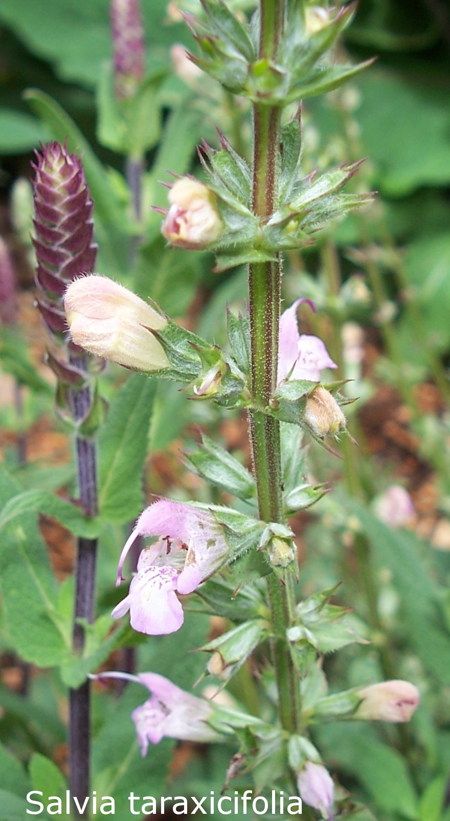 Salvia taraxicifolia