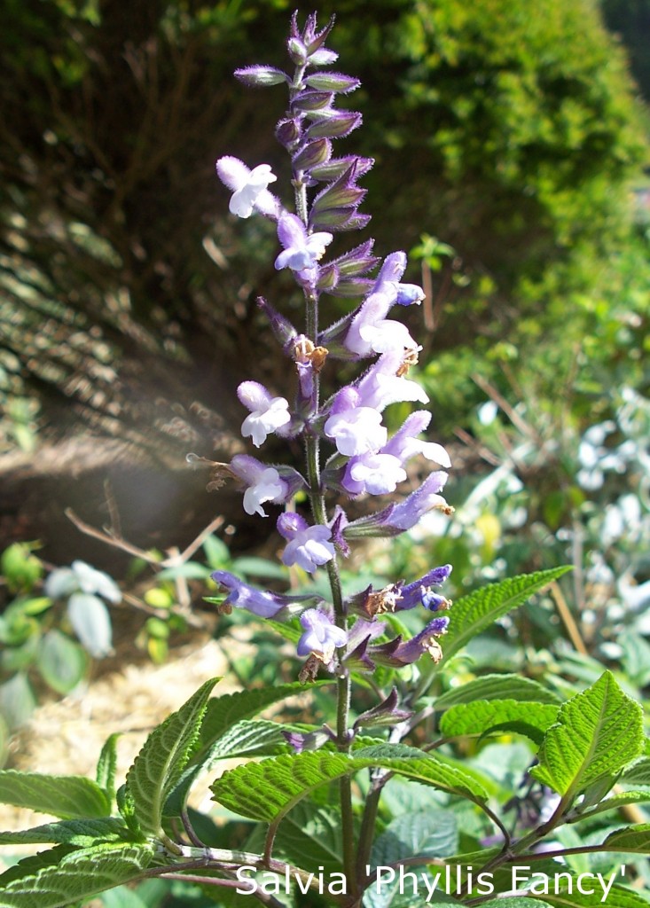 Salvia 'Phyllis Fancy Salvia 'Phyllis Fancy'
