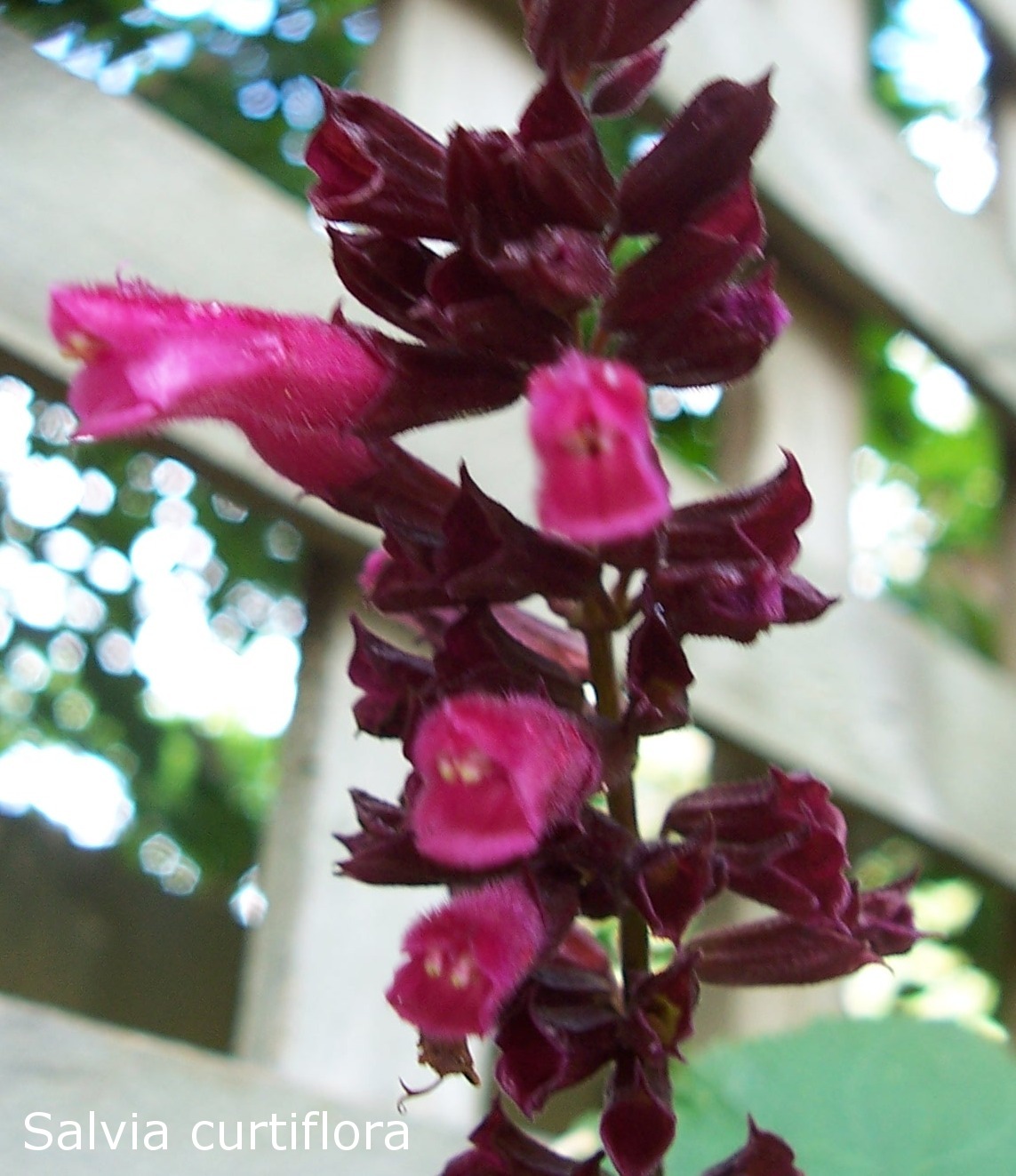 Salvia curtiflora