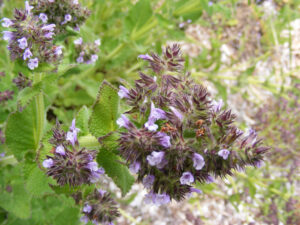 Salvia nilotica