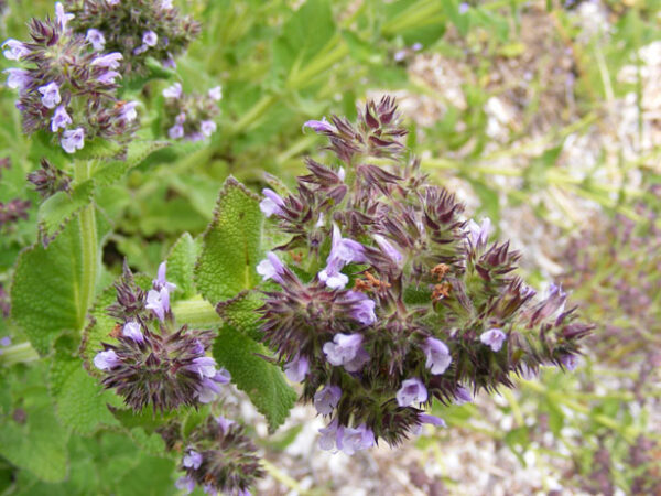 Salvia nilotica