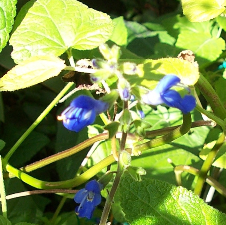 Salvia scutellarioides
