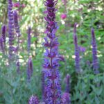 Salvia x sylvestris 'Tanzarin'