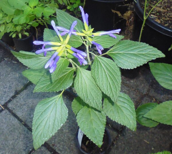 Salvia mexicana 'Lolita'