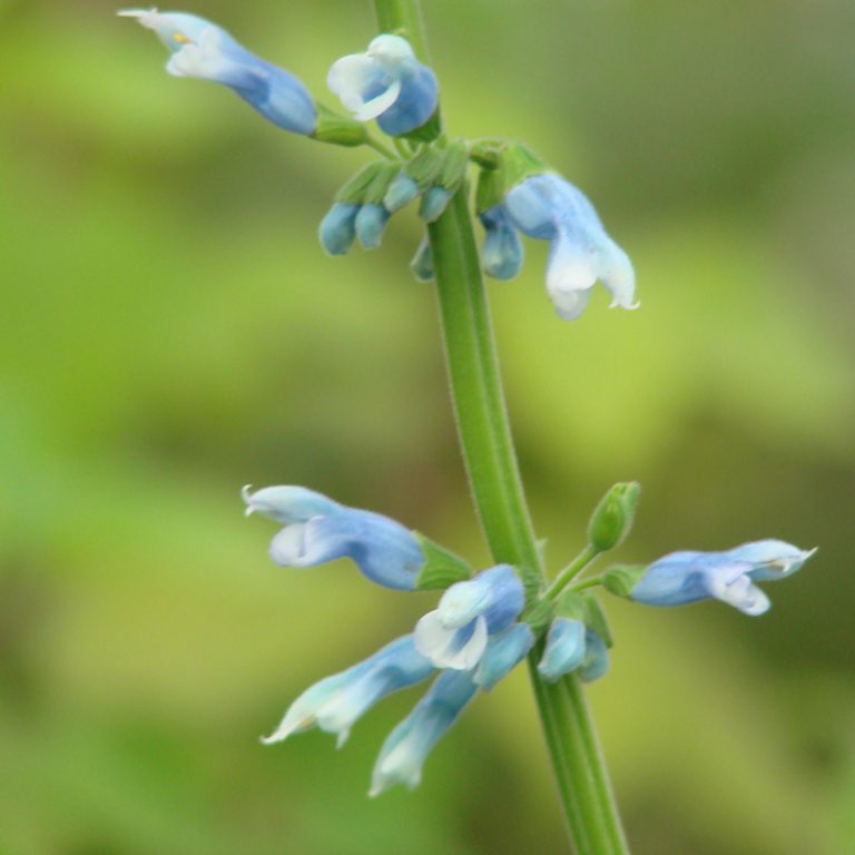 Salvia bullulata - Victorian Salvia Study Group