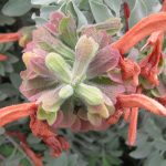 Salvia 'Silver Lady' ( aurea)