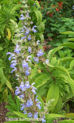 Salvia somaliensis