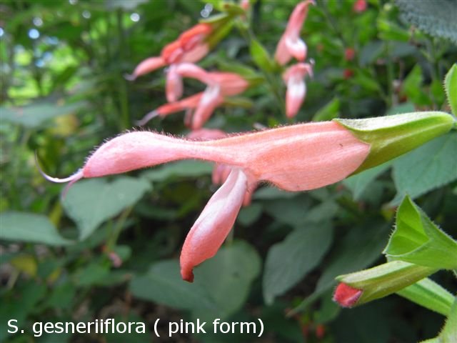 Salvia 'Pink Parfait' ( gesneriiflora)