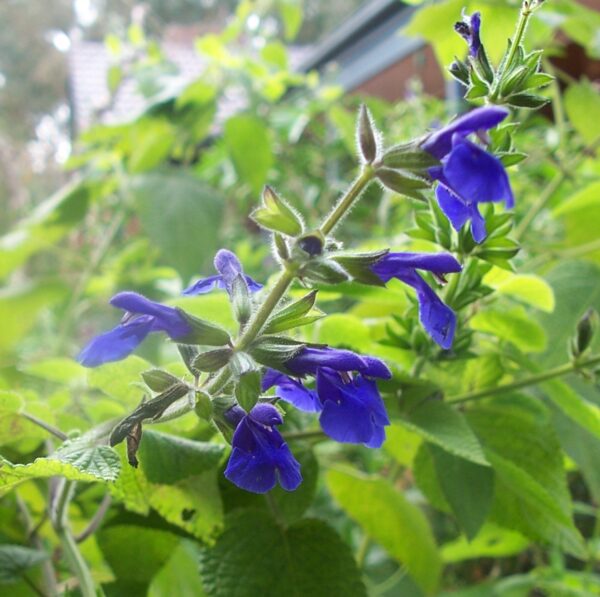 Salvia urica