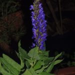 Salvia superba 'Blue Sensation'