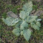 Salvia aethiopis