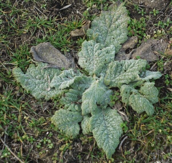 Salvia aethiopis