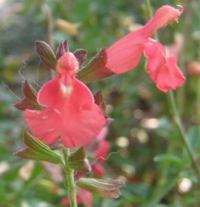 Salvia 'A lo Ha' ( greggii) Salvia 'A lo Ha' ( greggii)