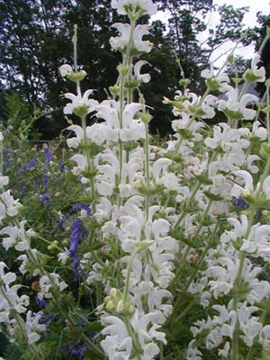 Salvia argentea Salvia argentea