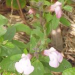 Salvia microphylla 'Baby Doll'