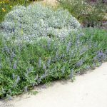 Salvia 'Bees Bliss'