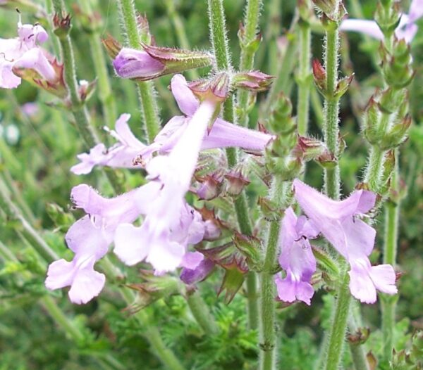 Salvia scabra