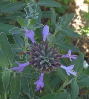 Salvia 'Celestial Blue'