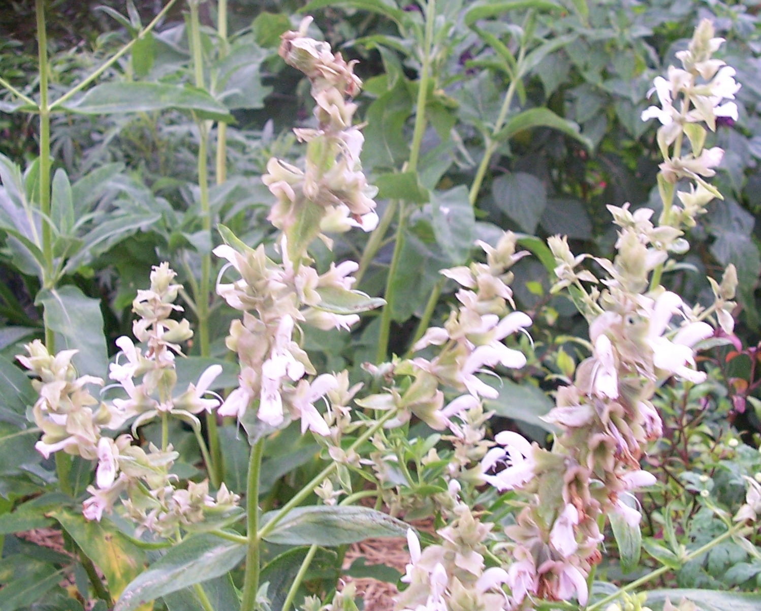 Salvia canariensis 'Alba'