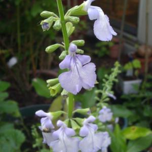 Salvia cardiophylla