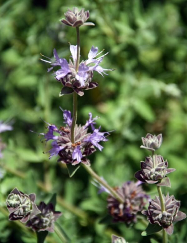S. 'Allen Chickering'(seed) a hardy shrub from California 1mH, with fragrant leaves and sky blue flowers - Image 2