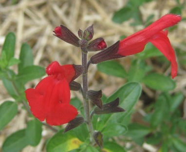 Salvia greggii 'Cherry' Salvia greggii 'Cherry'